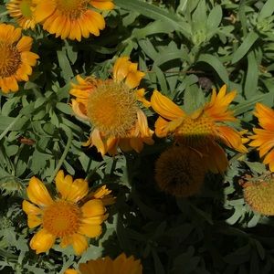 Meet your Posher, Lorelai